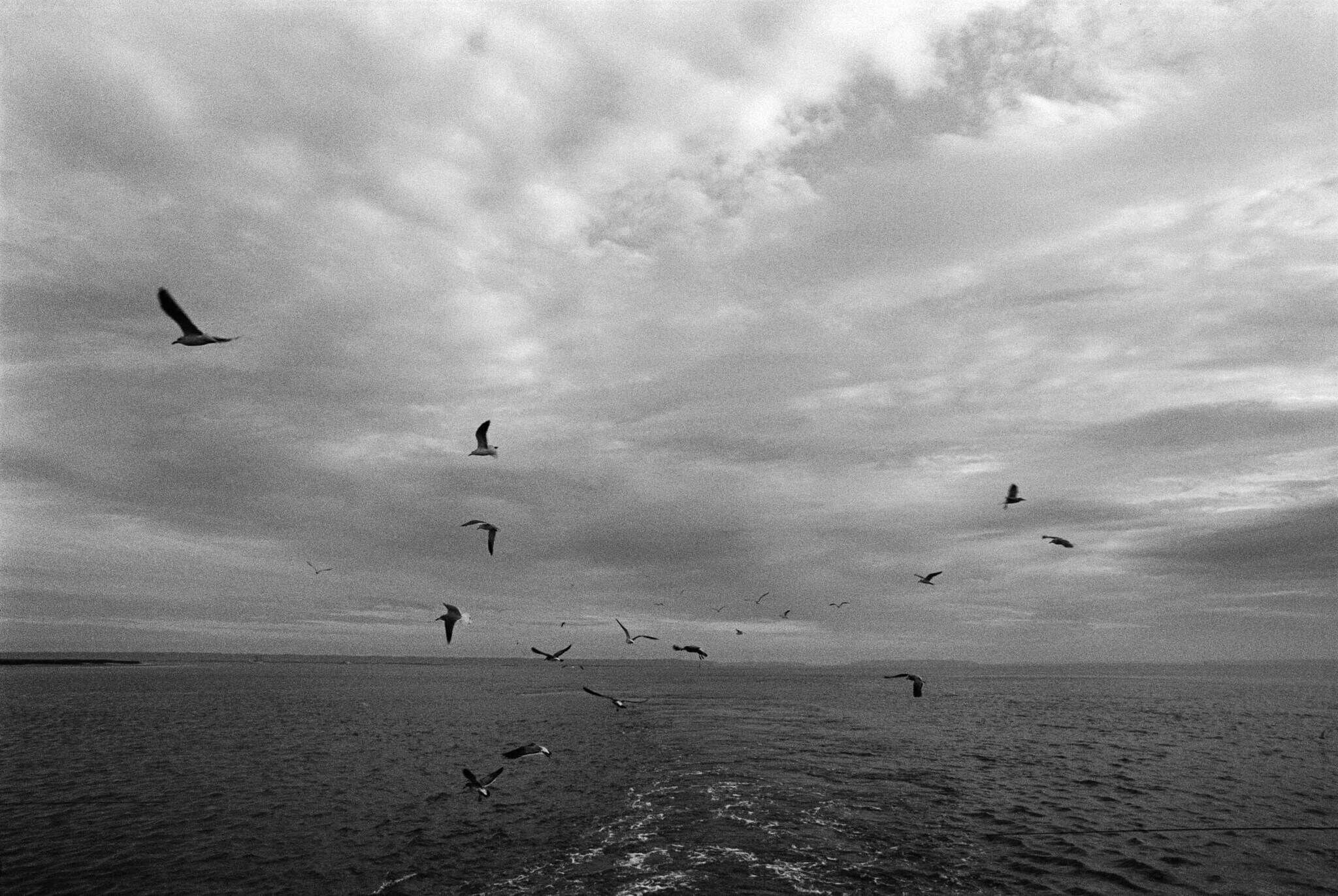 Seagulls soar over the ocean under a cloudy sky, with waves trailing behind.