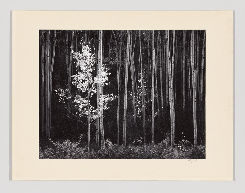 Black and white photo of a single illuminated tree among dark forest trees.