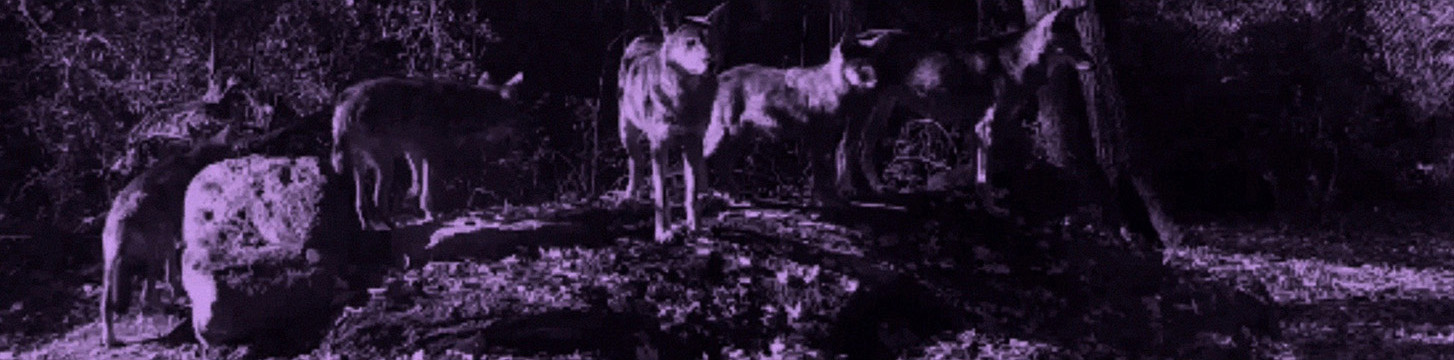 A pixilated purple-tinted scene of five wolves standing on a low hill in a wooded area